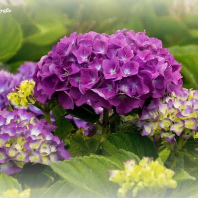 Hydrangea macrophylla 'King George V'