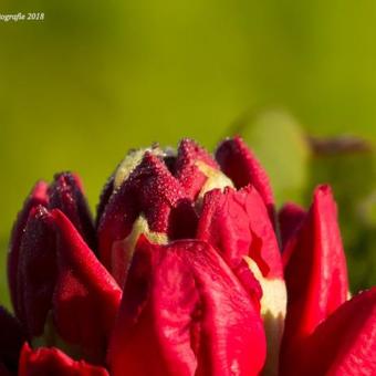 Rhododendron ‘Scarlet Wonder’