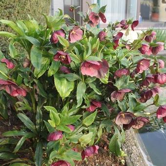 Helleborus orientalis 'Red Hybrids'