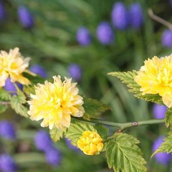 Kerria japonica 'Pleniflora'