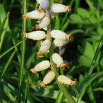 Muscari muscarimi - Traubige Schopfhyazinthe