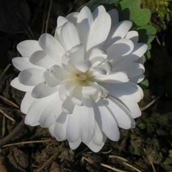 Sanguinaria canadensis 'Multiplex'