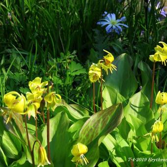 Erythronium 'Pagoda'