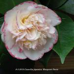 Camellia japonica 'Margaret Davis' - 