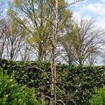 Liquidambar styraciflua 'Golden Treasure' - 