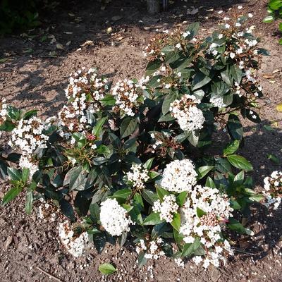 Viburnum tinus - Lorbeerblättriger Schneeball - Viburnum tinus