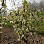 Pyrus communis 'Baby Dragon' - 