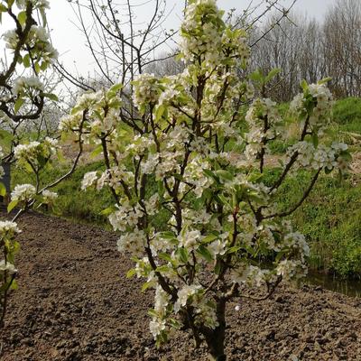 Pyrus communis 'Baby Dragon' - 