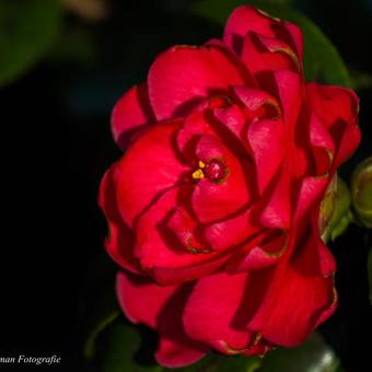 Camellia japonica