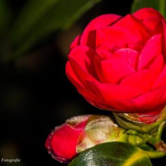 Camellia japonica