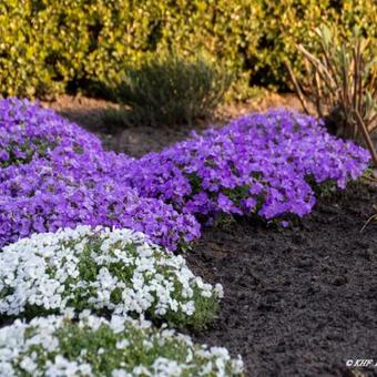 Aubrieta 'AUDREY Blue'