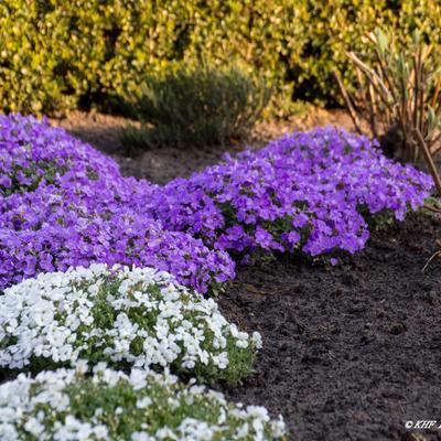 Aubrieta 'AUDREY Blue' - 