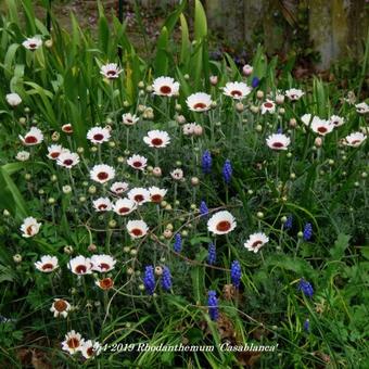 Rhodanthemum 'Casablanca'