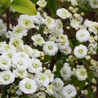 Spiraea prunifolia