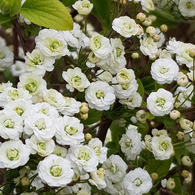 Spiraea prunifolia