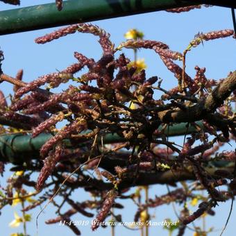 Wisteria sinensis 'Amethyst'