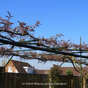 Wisteria sinensis 'Amethyst'