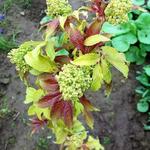 Sambucus racemosa - Roter Holunder