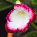 Streptocarpus 'Roulette Cherry' - 