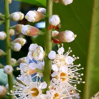 Prunus laurocerasus