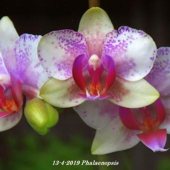 Phalaenopsis