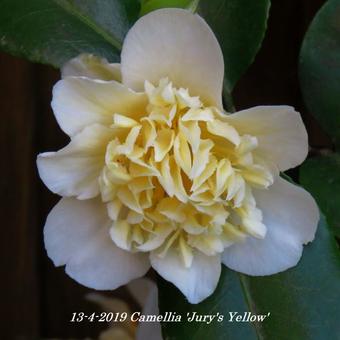 Camellia x williamsii 'Jury's Yellow'