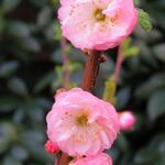 Prunus triloba - 