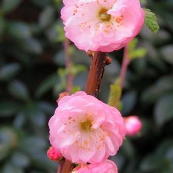 Prunus triloba