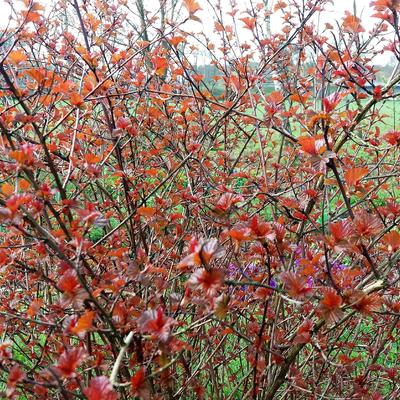 Cornus alba 'Sibirica' - Cornus alba 'Sibirica'