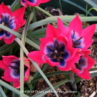 Tulipa pulchella var. violacea