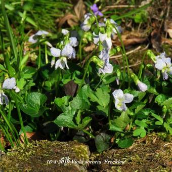 Viola sororia 'Freckles'