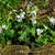 Viola sororia 'Freckles'