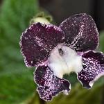 Streptocarpus 'Hotosigu' - 