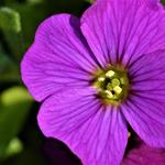 Aubrieta 'Blaumeise' - Aubrieta 'Blaumeise'