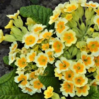 Primula veris 'Lime with Orange'