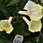 Streptocarpus 'Roma' - 