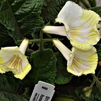 Streptocarpus 'Roma'