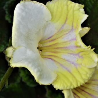 Streptocarpus 'Roma'