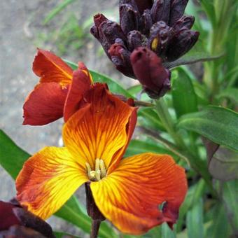 Erysimum x cheiri