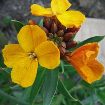 Erysimum x cheiri