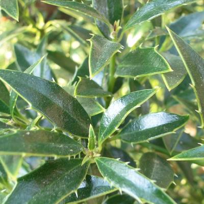 Ilex aquifolium ‘Myrtifolia’ - 