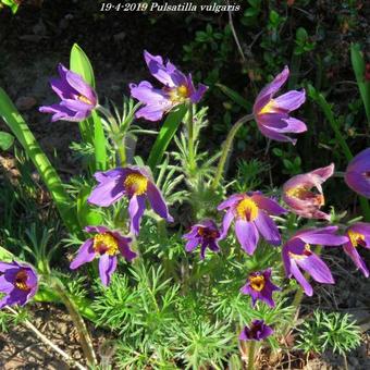 Pulsatilla vulgaris