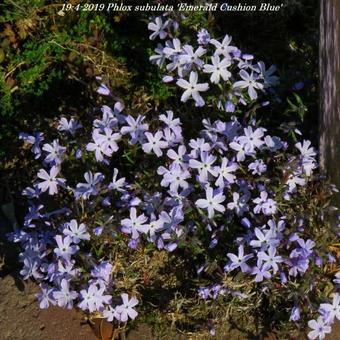 Phlox subulata 'Emerald Cushion Blue'