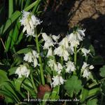 Hyacinthoides hispanica 'Alba' - 