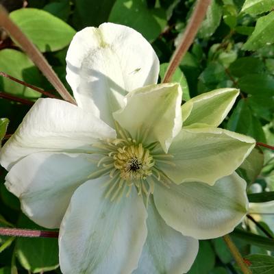 Clematis 'Wada's Primrose' - 