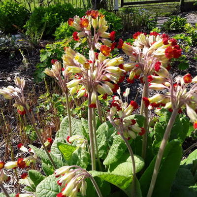 Primula veris 'Sunset Shades' - Primula veris 'Sunset Shades'