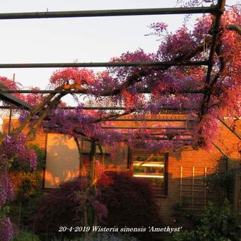 Wisteria sinensis 'Amethyst'