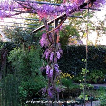 Wisteria sinensis 'Amethyst'