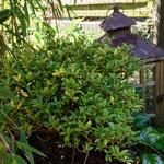 Ilex crenata 'Compacta' - 