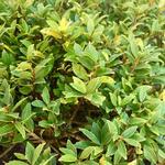 Ilex crenata 'Compacta' - 